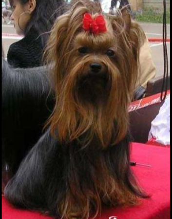  PONALITE NOLA — Labaza DogPedigree YorkshireTerrier